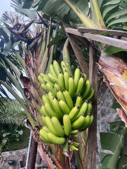 Lucky Lemons Boutique Houses Madeira 1 カリェタ エクステリア 写真